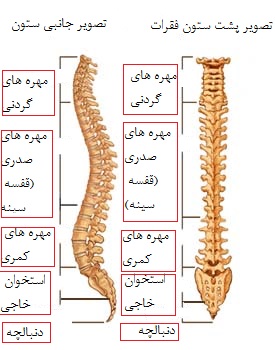 آناتومی ستون فقرات